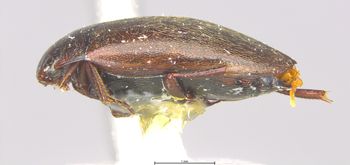 Media type: image;   Entomology 6023 Aspect: habitus lateral view